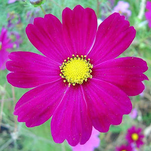 Meet your Posher, Ellen